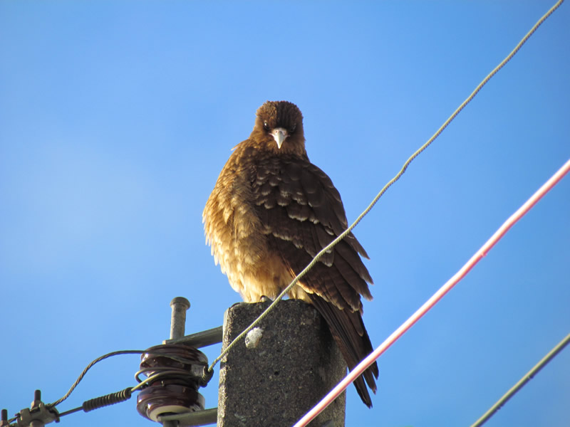 CHOQUE DE UN AVE CON LÍNEAS DE MEDIA TENSIÓN CAUSARON CORTE DE SUMINISTRO ELÉCTRICO EN PUERTO WILLIAMS